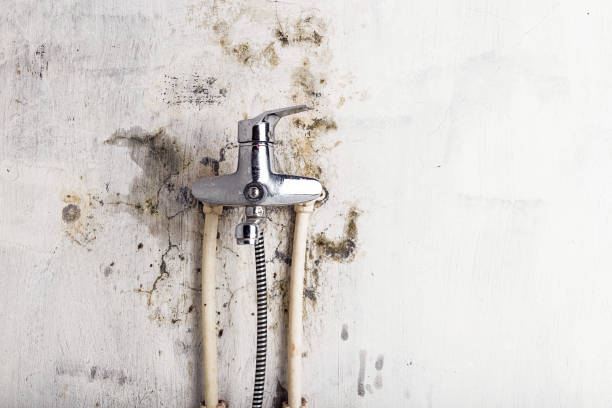 Best Mold Removal Process  in Berryville, AR