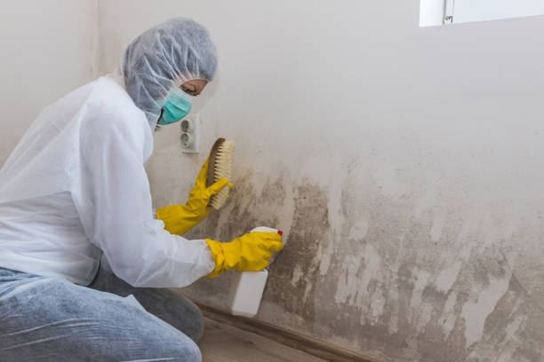 Best Toxic Mold Removal  in Berryville, AR
