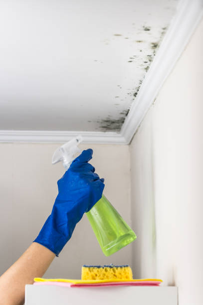Mold Testing and Removal in Berryville, AR