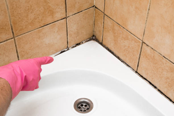 Best Same-Day Mold Removal  in Berryville, AR